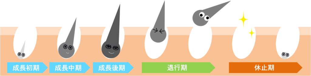 メンズ脱毛に大切な毛周期を知ろう